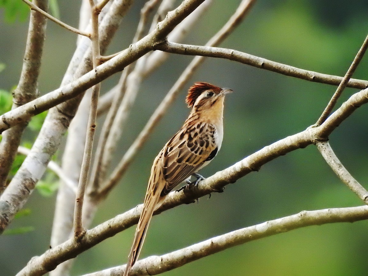 Striped Cuckoo - ML632819359