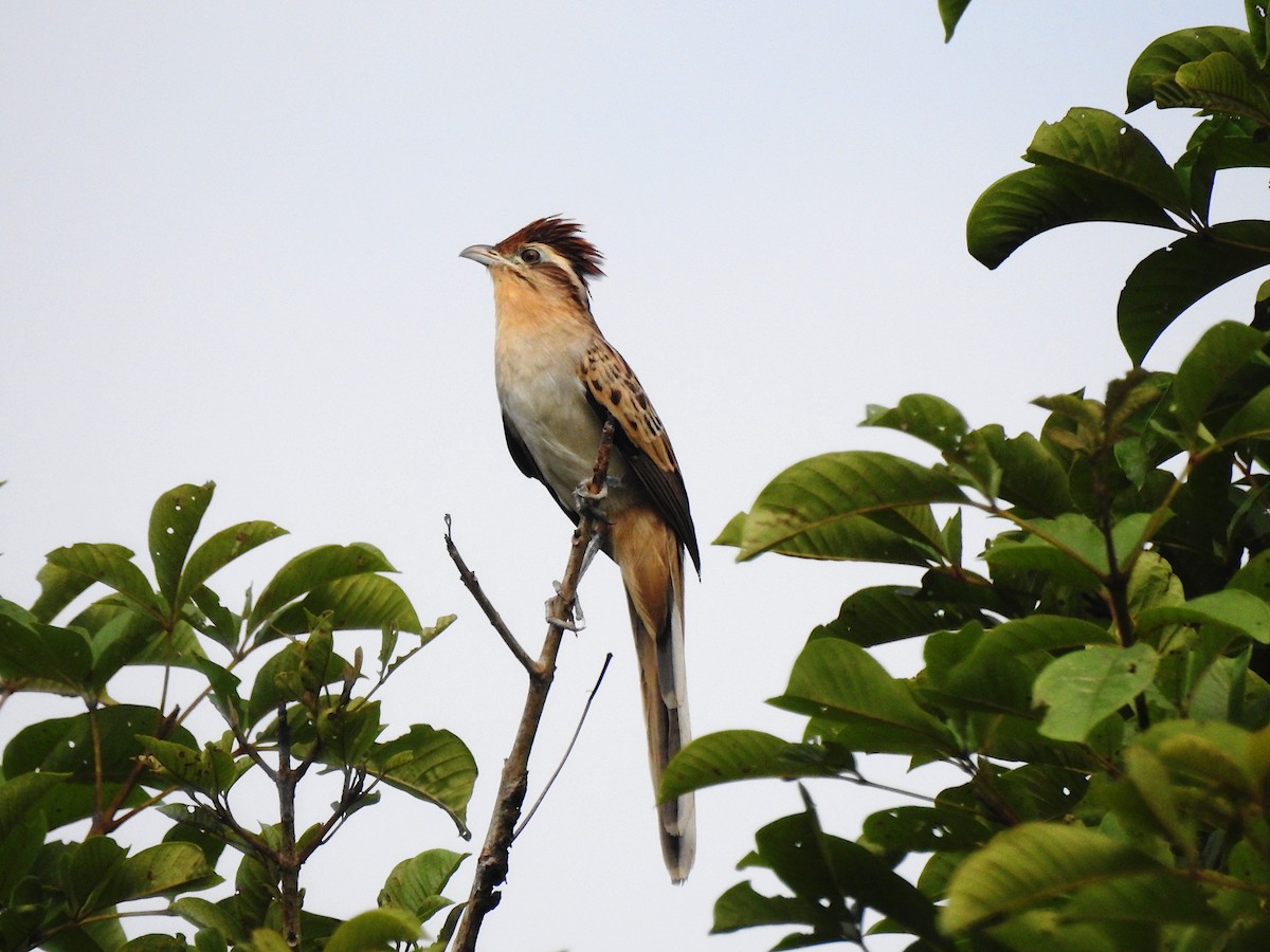 Striped Cuckoo - ML632819360