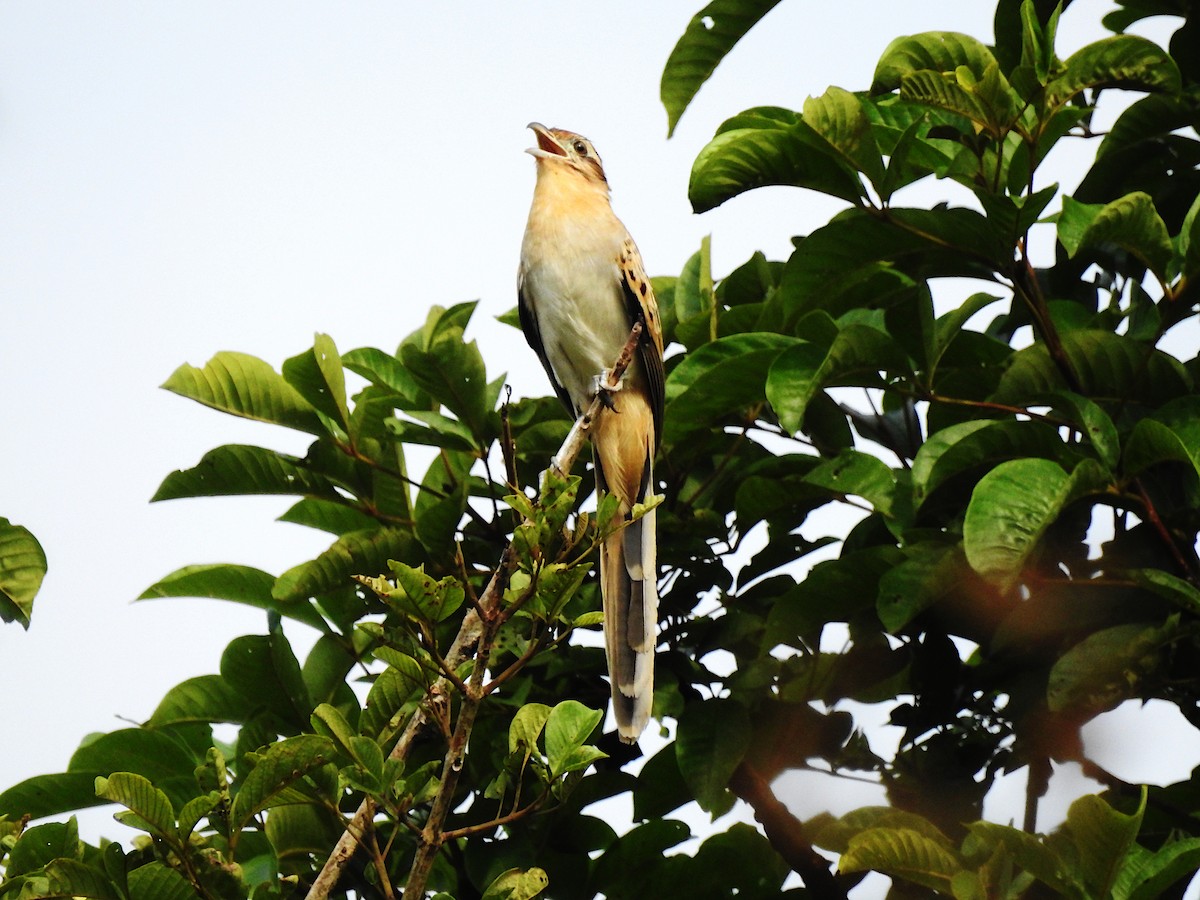 Striped Cuckoo - ML632819361