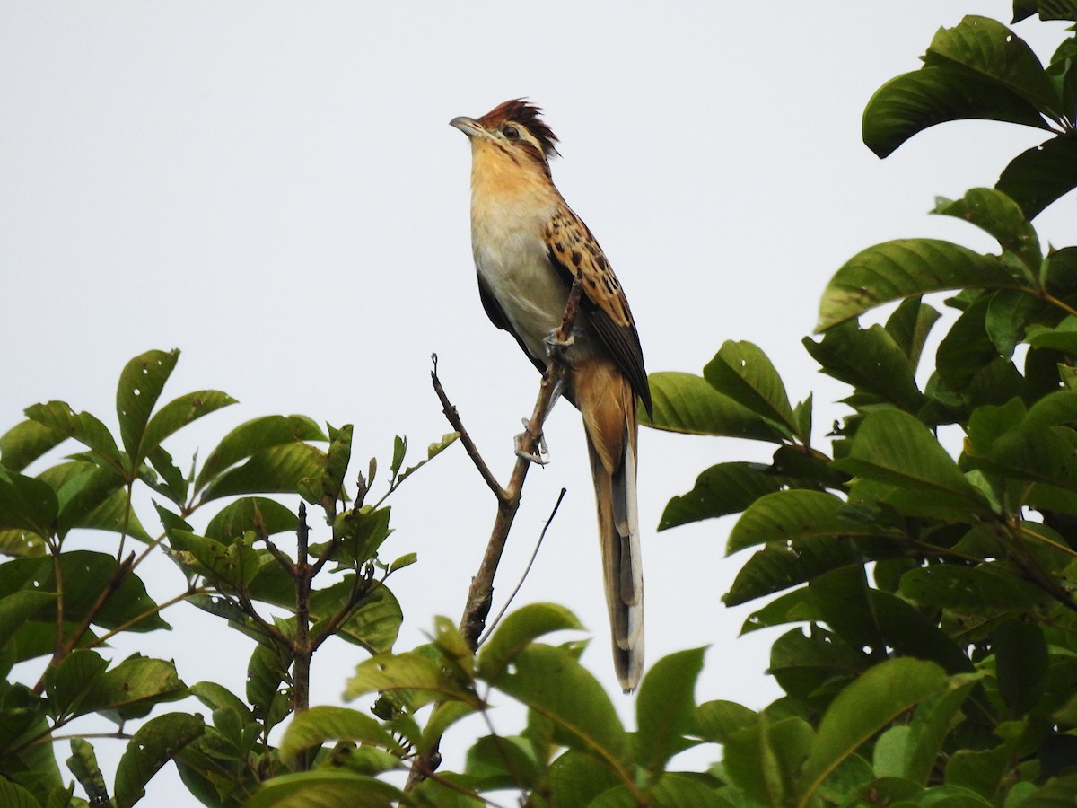 Striped Cuckoo - ML632819363