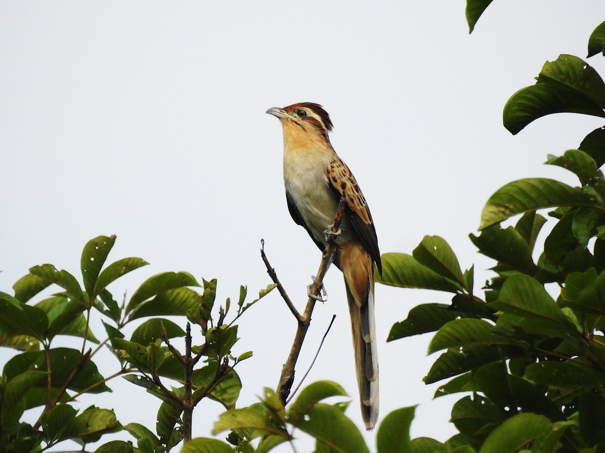 Striped Cuckoo - ML632819364
