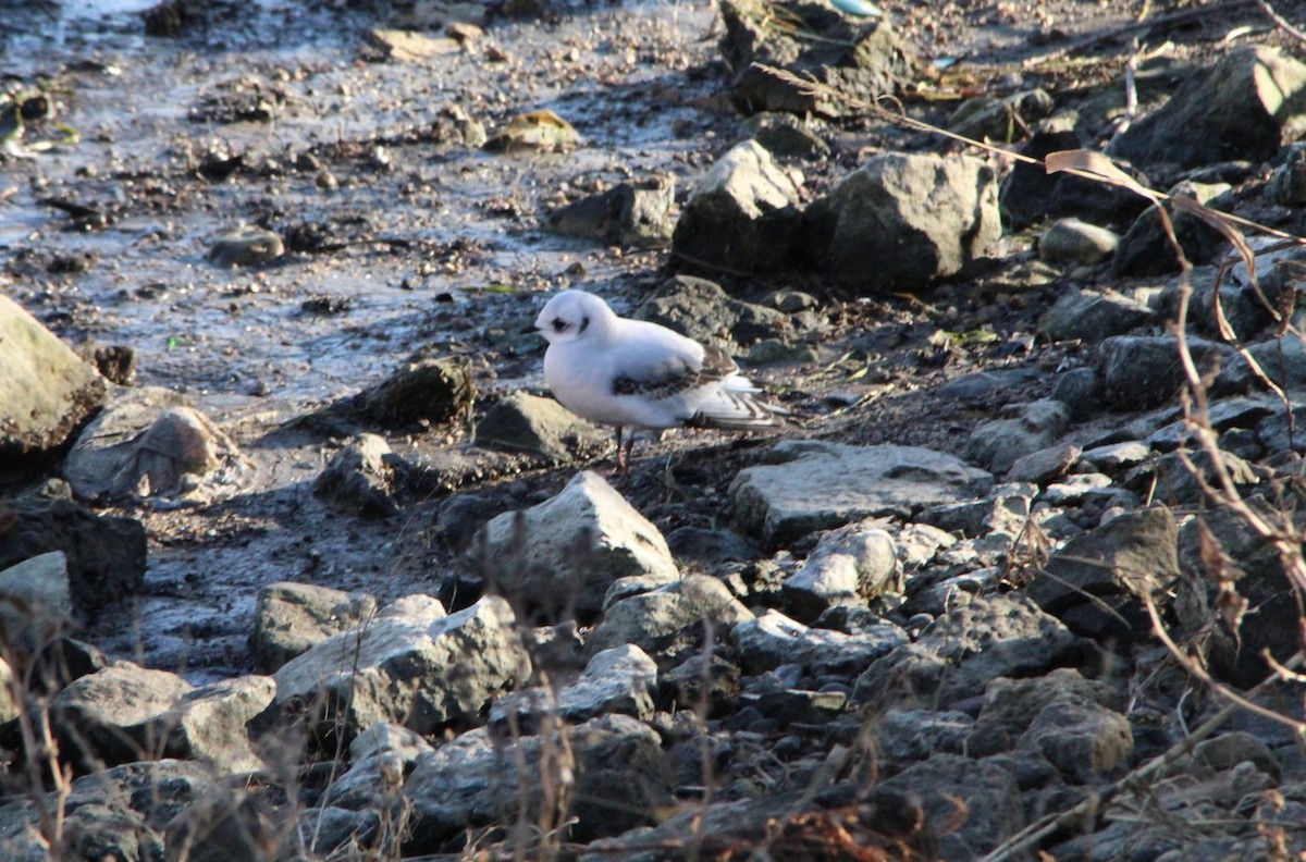 Ross's Gull - ML632819479