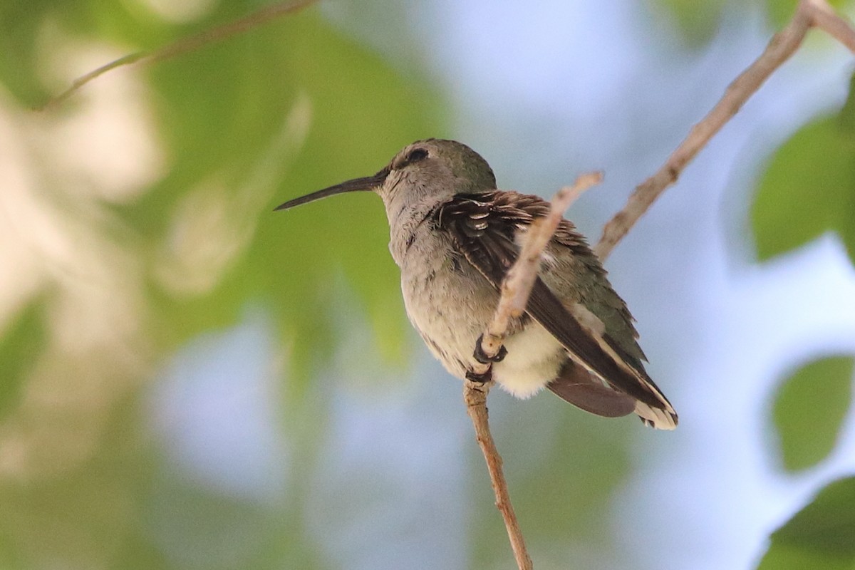 Costa's Hummingbird - ML632819480