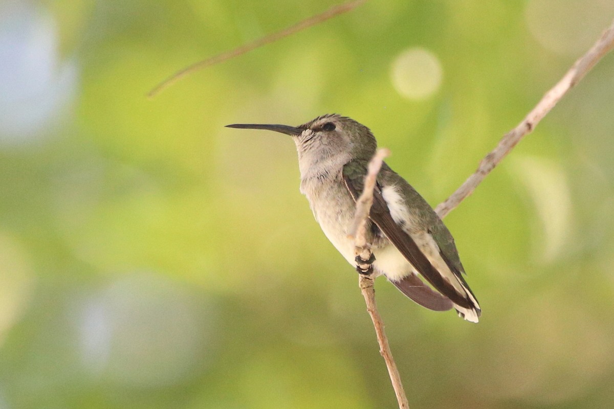 Costa's Hummingbird - ML632819481