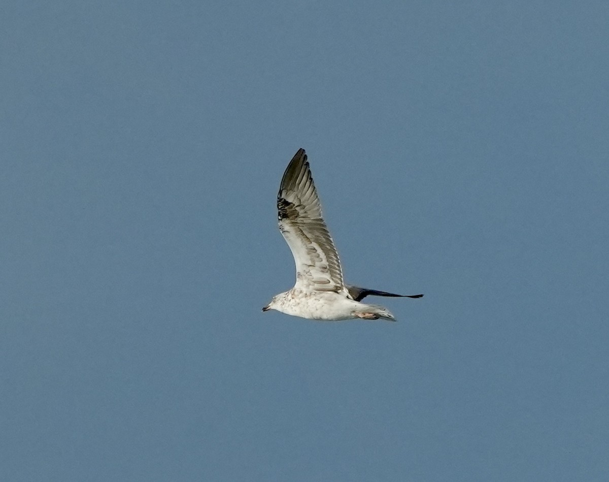 Бэсрэг цахлай - ML632819719