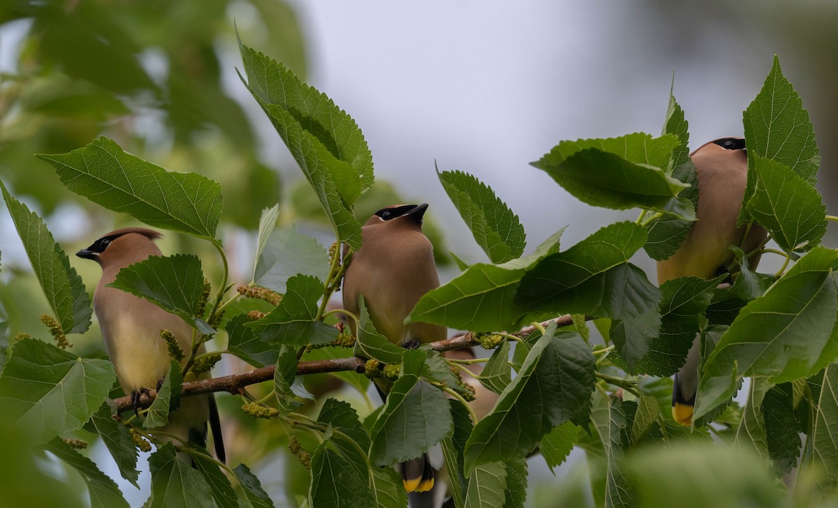 brkoslav americký - ML632819846