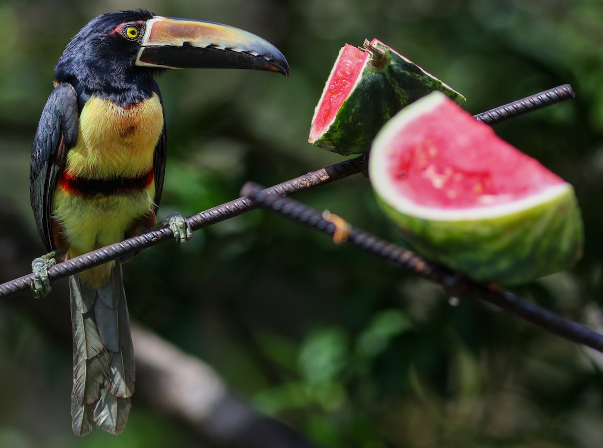 arassari pestrý - ML632819940