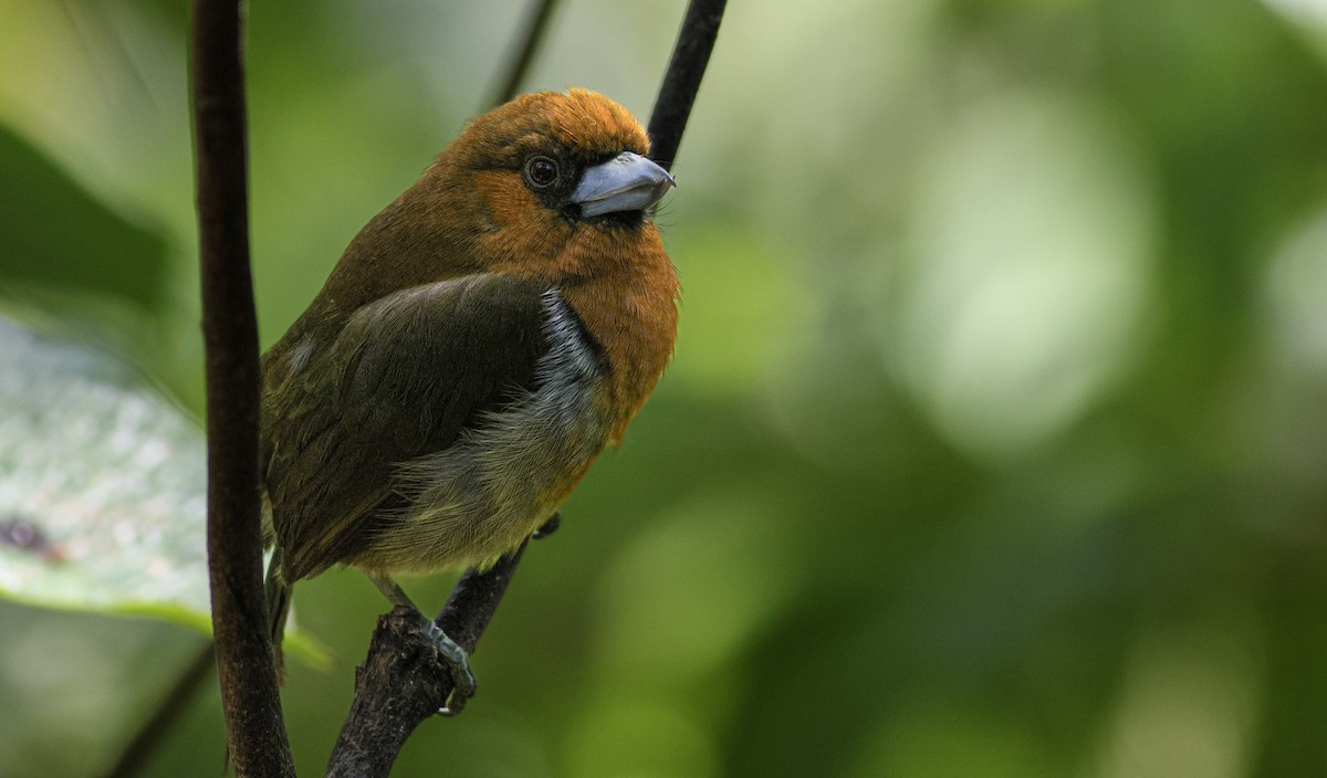 bradáček zejkozobý - ML632820244