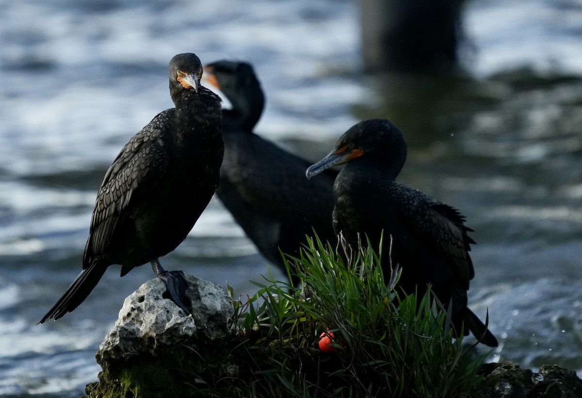 Double-crested Cormorant - ML632820341