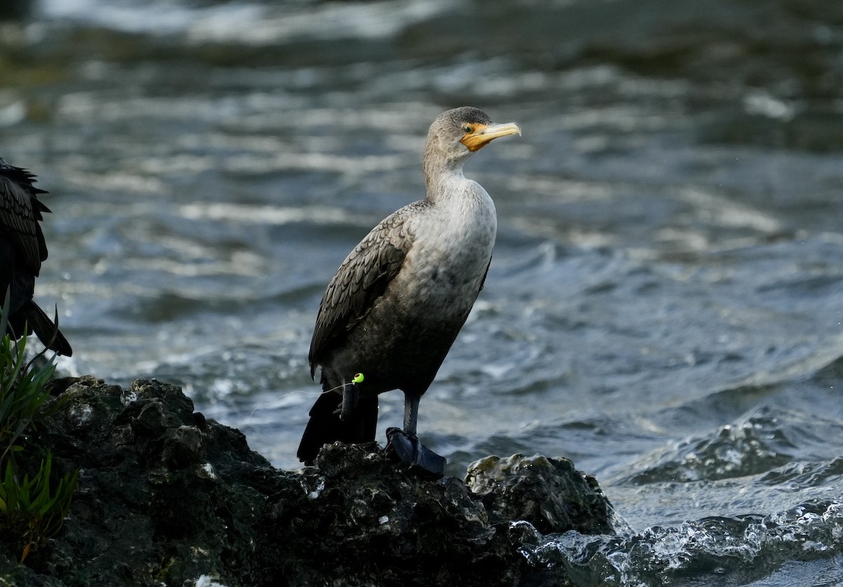 Double-crested Cormorant - ML632820342