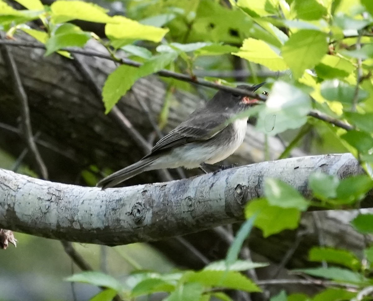 Eastern Phoebe - ML632820381