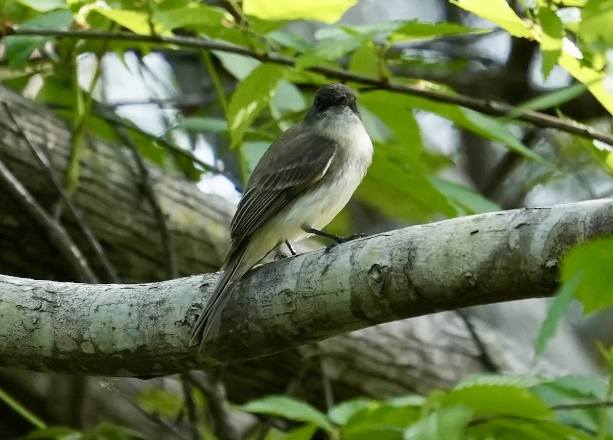 Eastern Phoebe - ML632820382