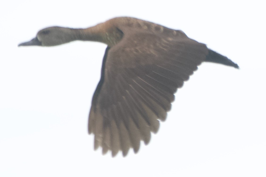 Spotted Whistling-Duck - ML632820585