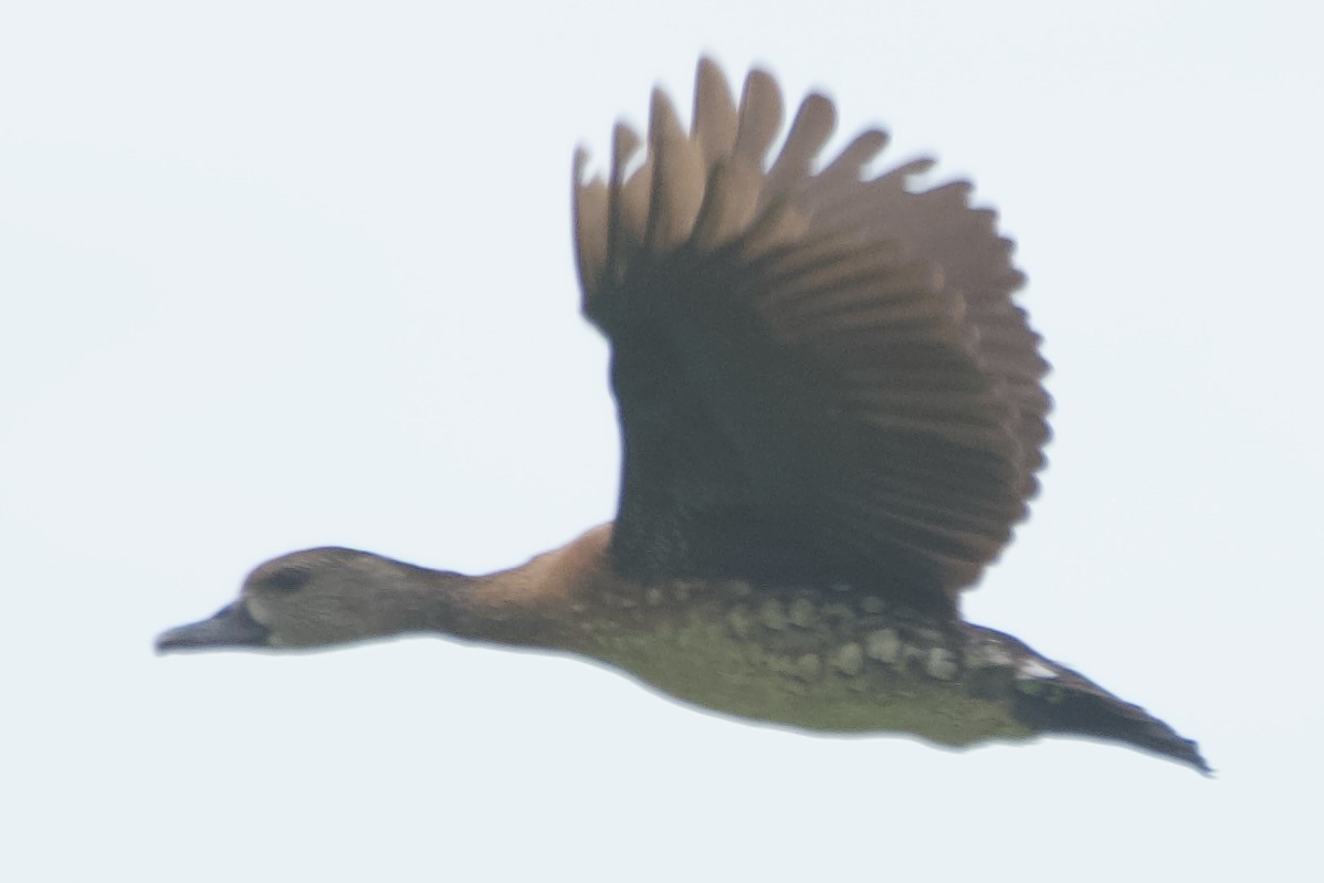 Spotted Whistling-Duck - ML632820586