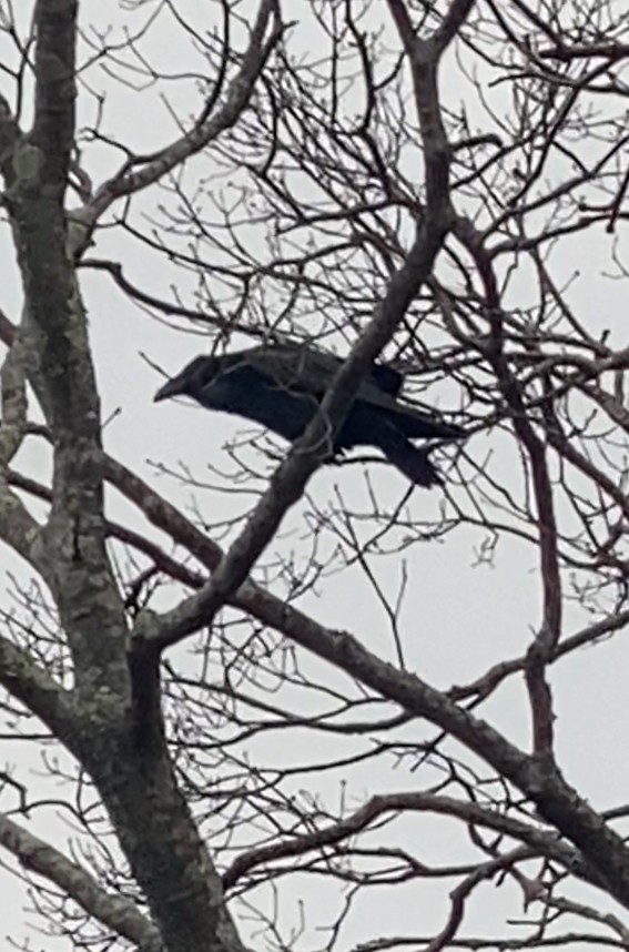 Common Raven - ML632820619