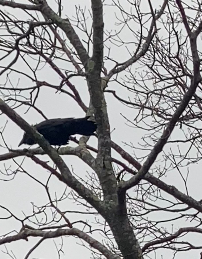 Common Raven - ML632820620