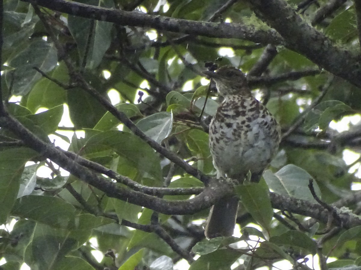Marañon Thrush - ML632820673