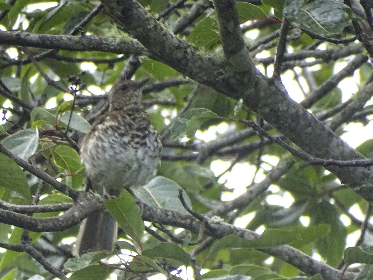 Marañon Thrush - ML632820674