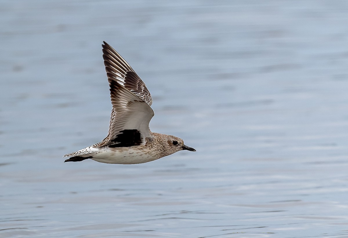 Black-bellied Plover - ML632820722