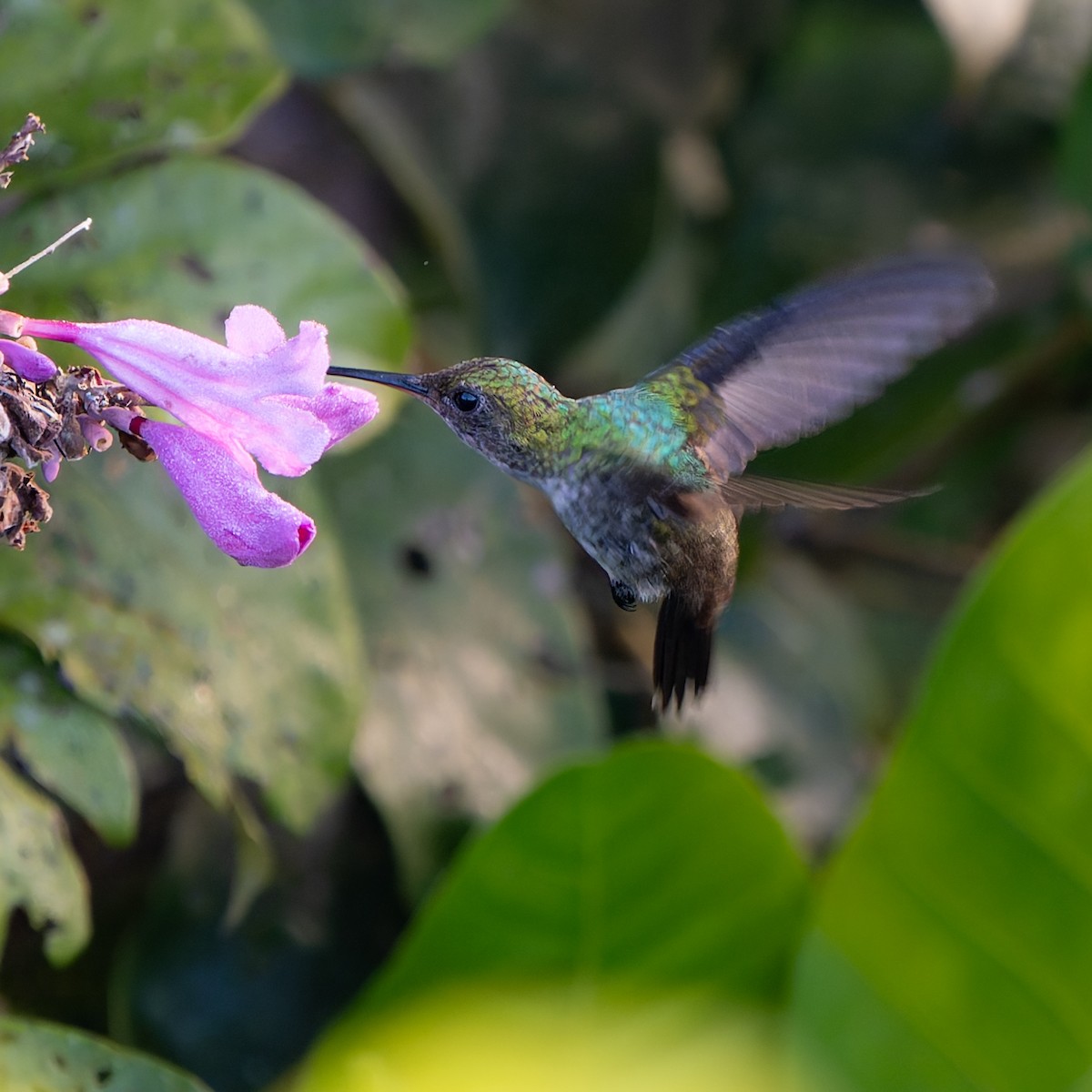 Violet-bellied Hummingbird - ML632820938
