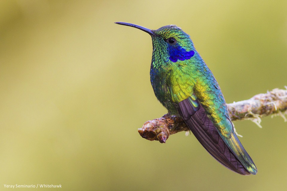 Lesser Violetear (Costa Rican) - Yeray Seminario
