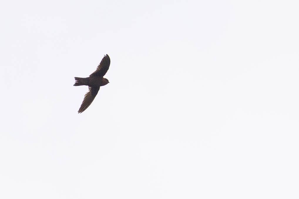 Tepui Swift - ML632821280