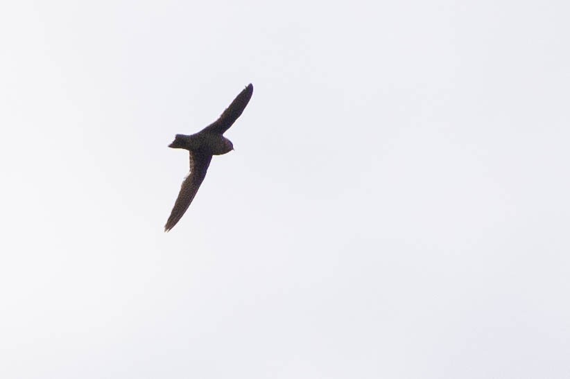 Tepui Swift - ML632821282