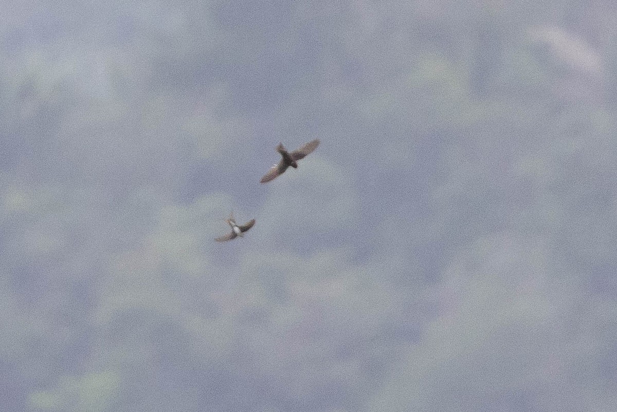 Tepui Swift - ML632821309