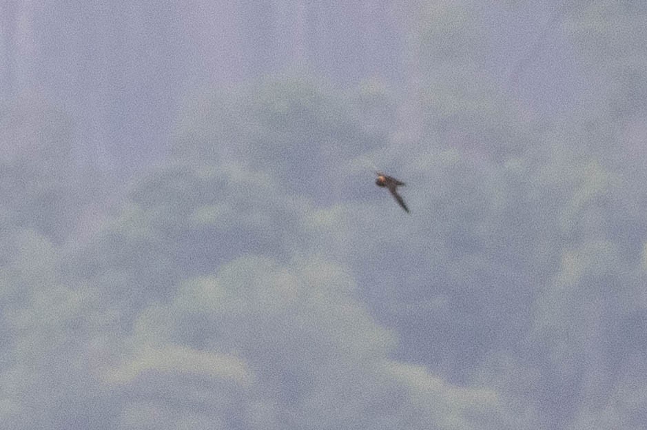 Tepui Swift - ML632821310