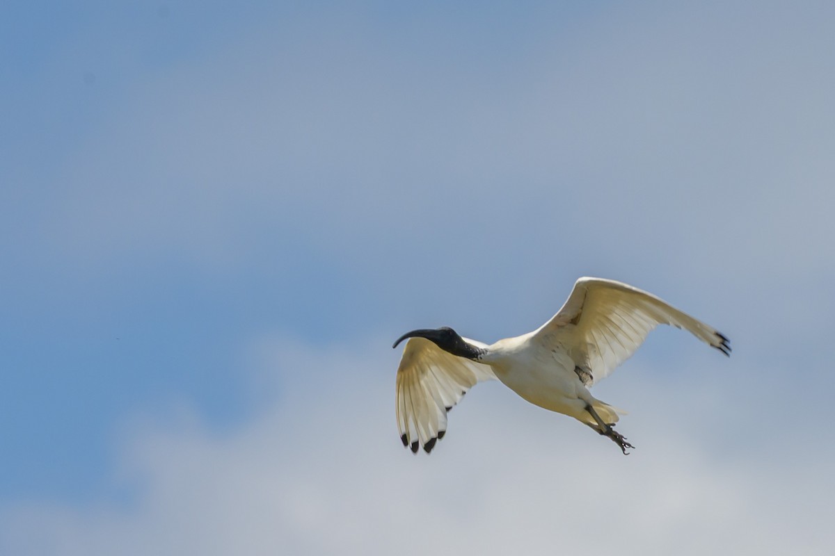 Australian Ibis - ML632821361