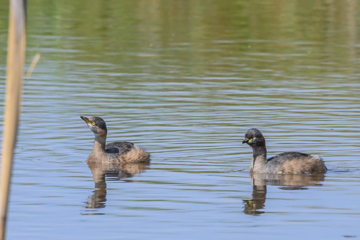Australasian Grebe - ML632821371