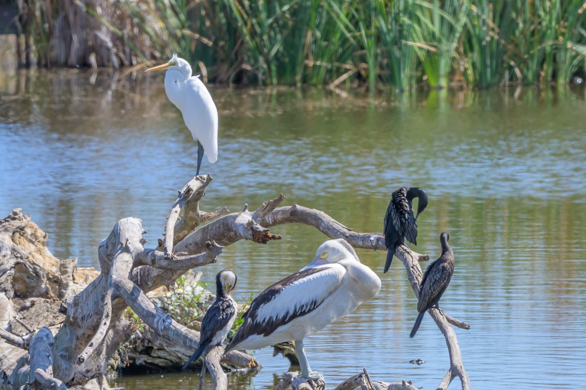 Australian Pelican - ML632821397