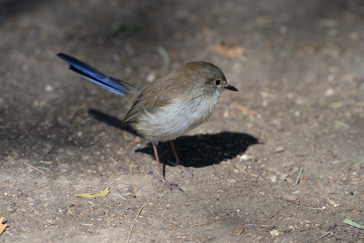 Superb Fairywren - ML632821423