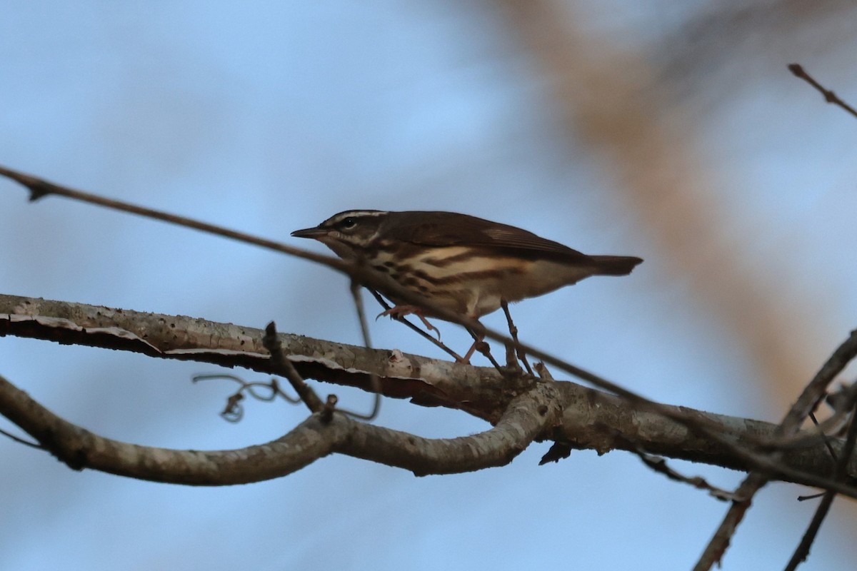 Louisiana Waterthrush - ML632821737
