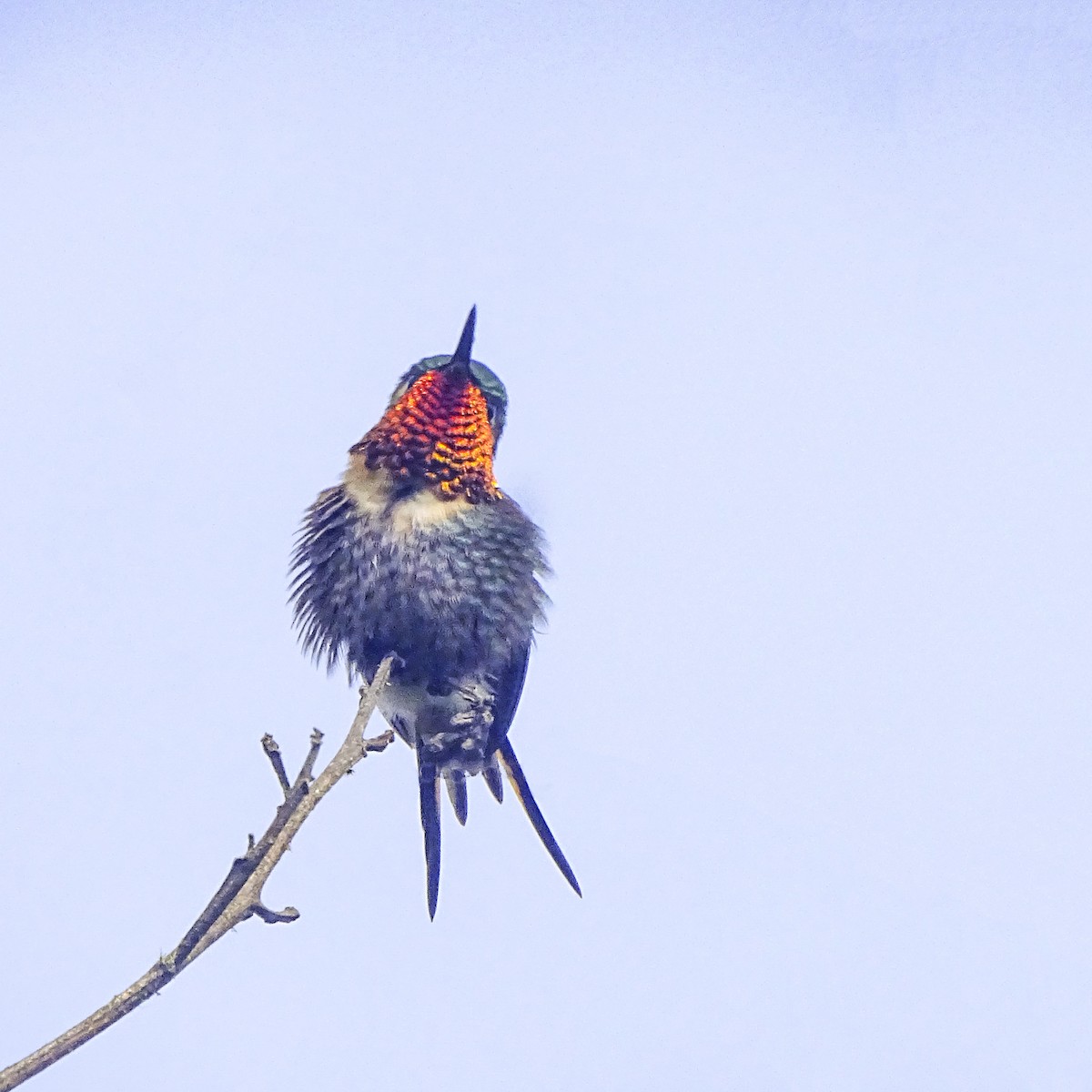 Colibri bourdon - ML632821877