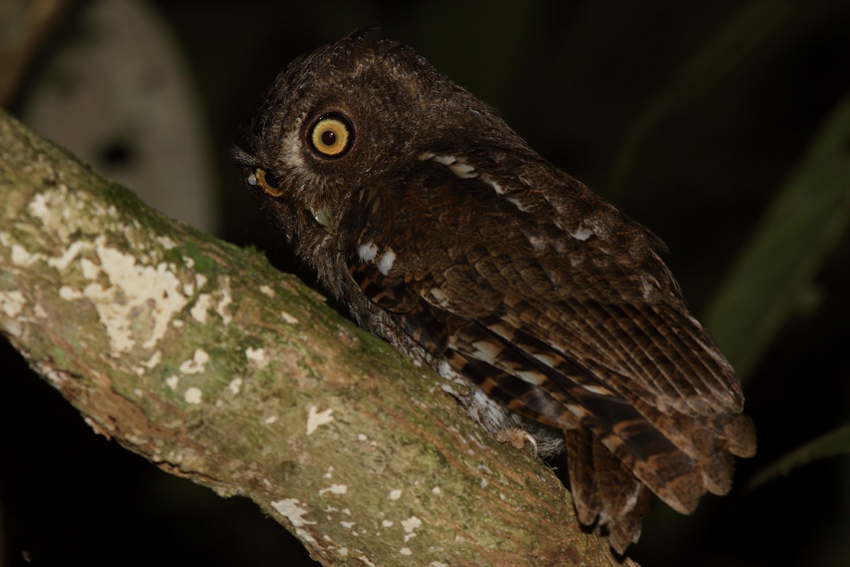 Foothill Screech-Owl (Foothill) - ML632821879