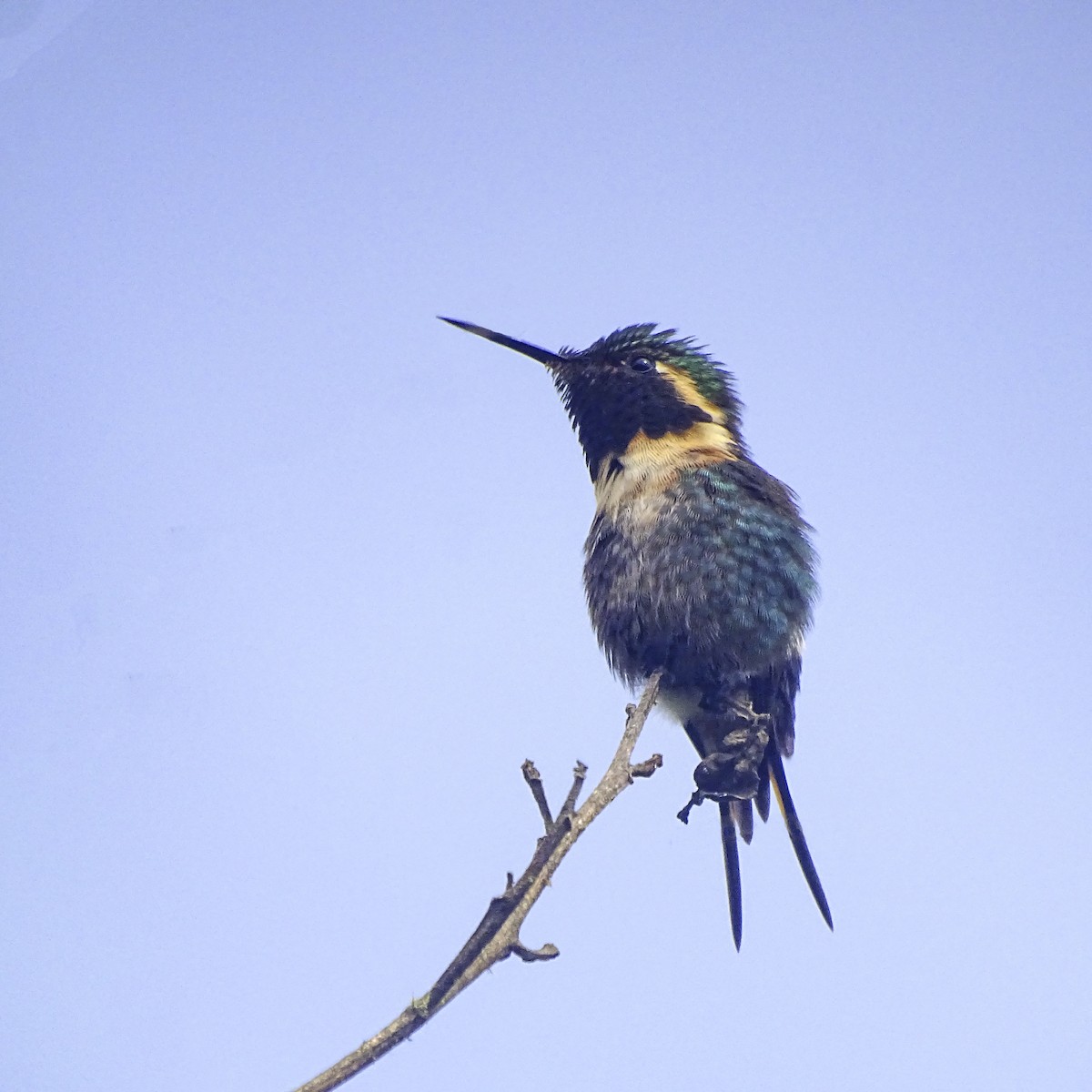 Colibri bourdon - ML632821892