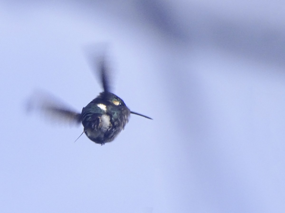 Colibri bourdon - ML632821922