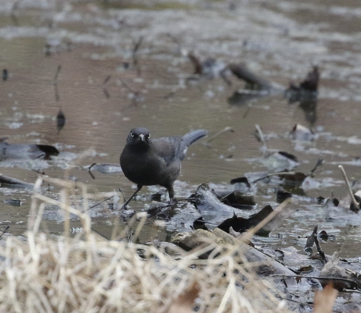 Rusty Blackbird - ML632821956