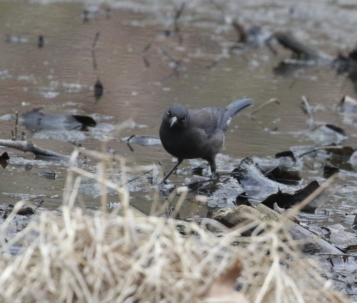 Rusty Blackbird - ML632821957