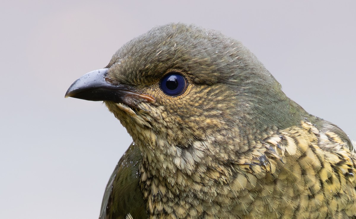 Satin Bowerbird - ML632822154