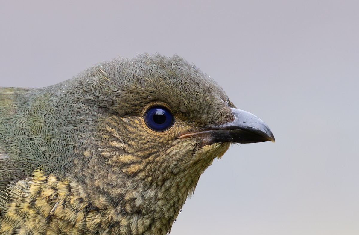 Satin Bowerbird - ML632822155