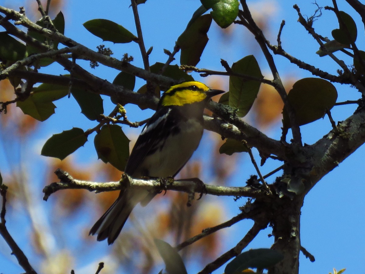 Golden-cheeked Warbler - ML632822170