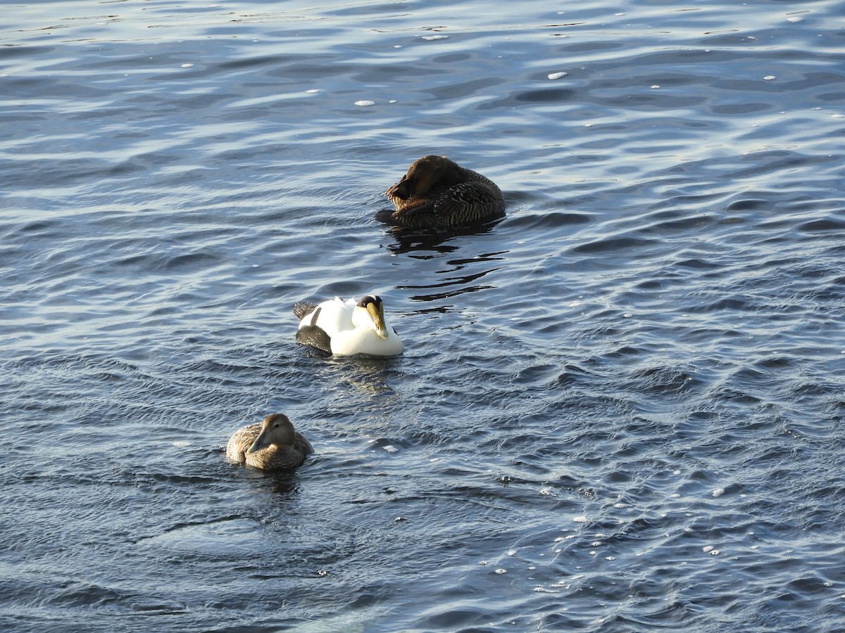 Common Eider (Northern) - ML632822314