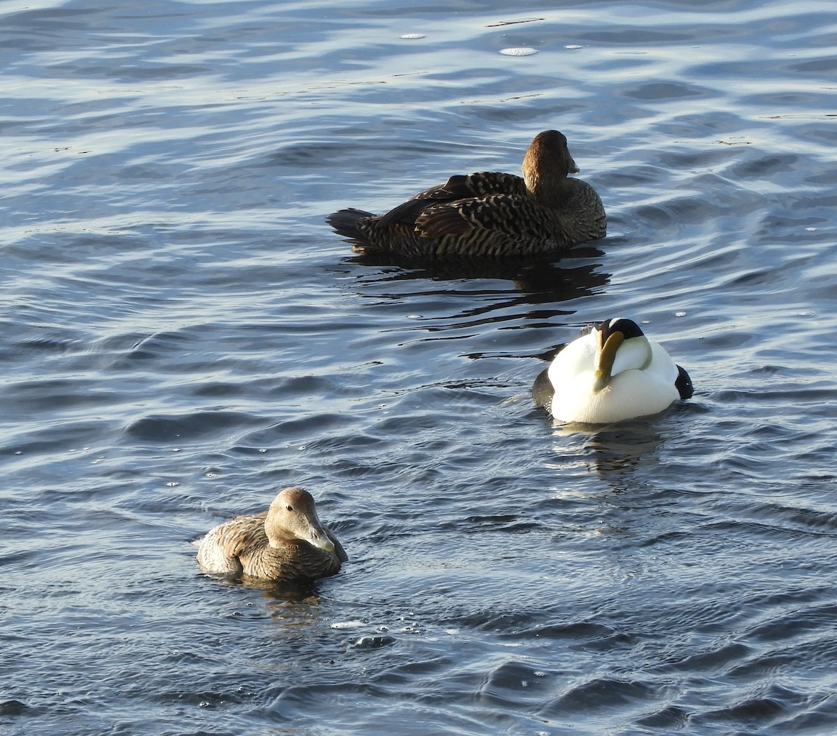 Common Eider (Northern) - ML632822320