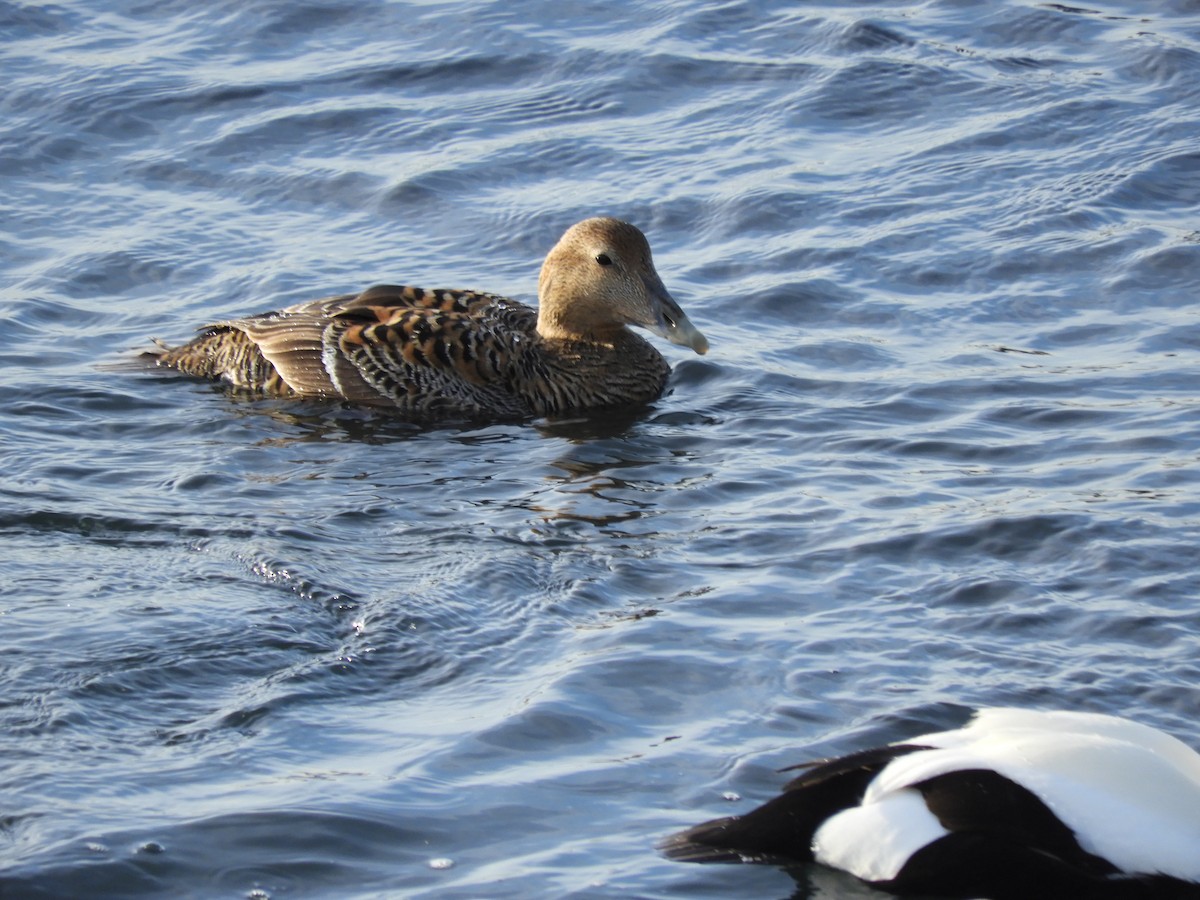 Common Eider (Northern) - ML632822323
