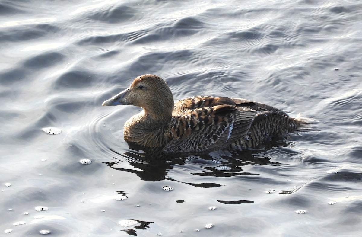 Common Eider (Northern) - ML632822332