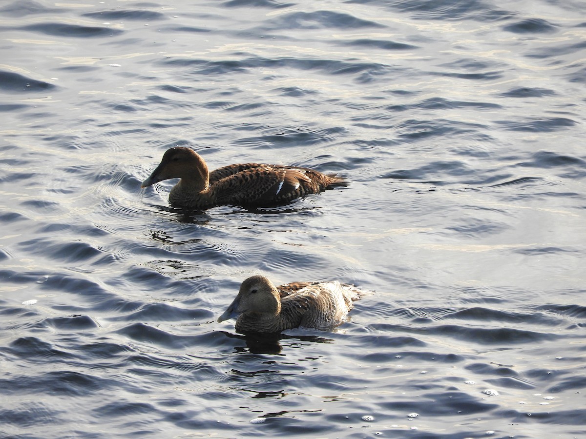 Common Eider (Northern) - ML632822339