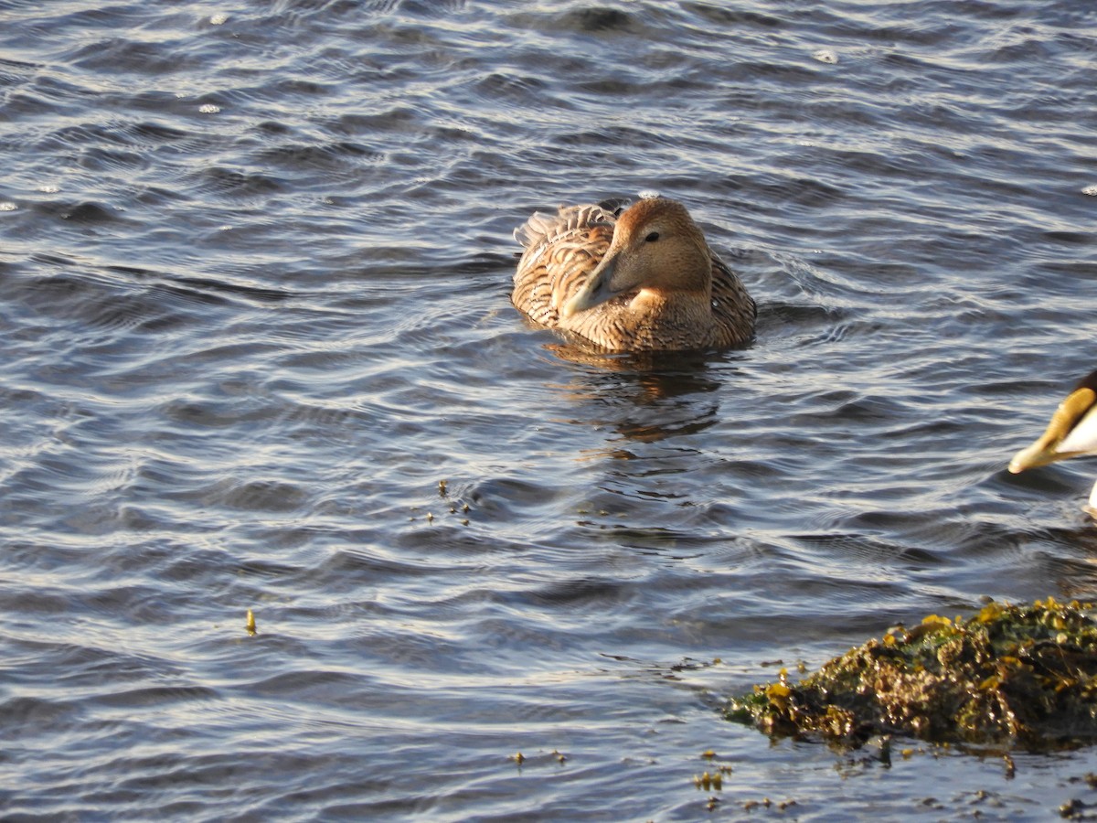Common Eider (Northern) - ML632822355