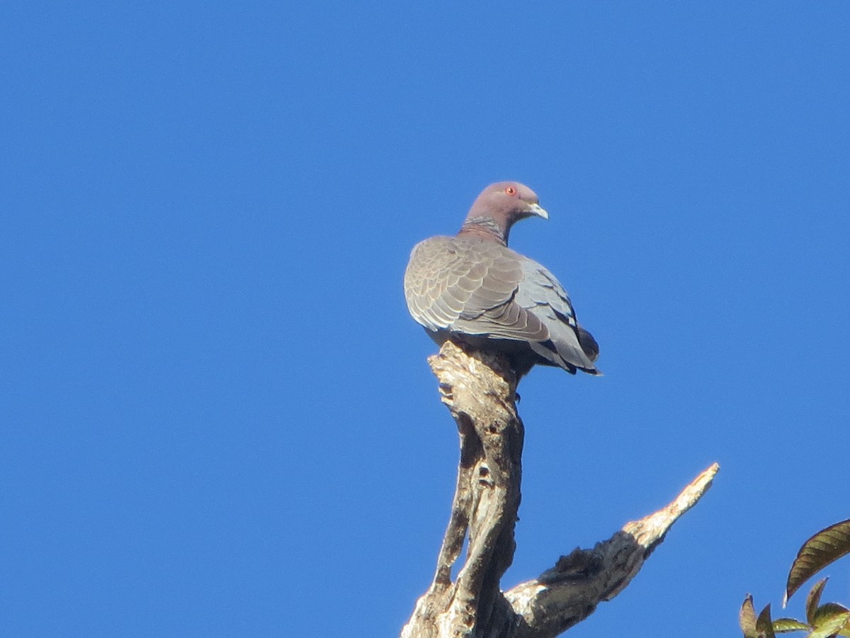 Picazuro Pigeon - ML63282241